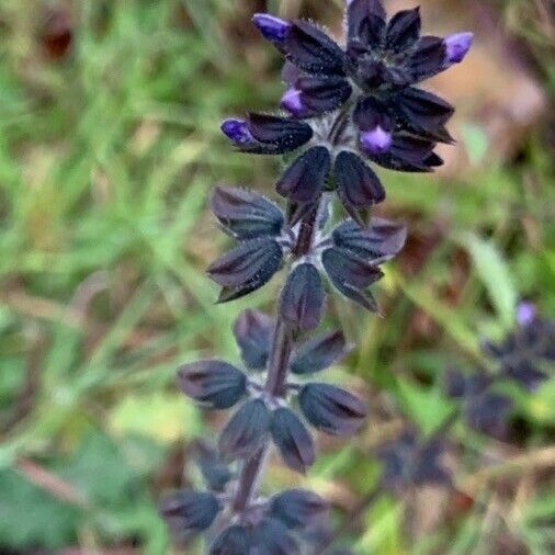 Salvia verbenaca പുഷ്പം