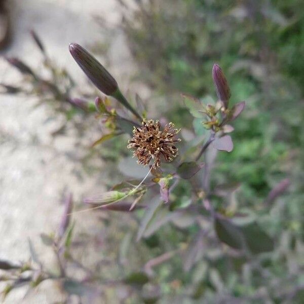 Porophyllum ruderale Flower