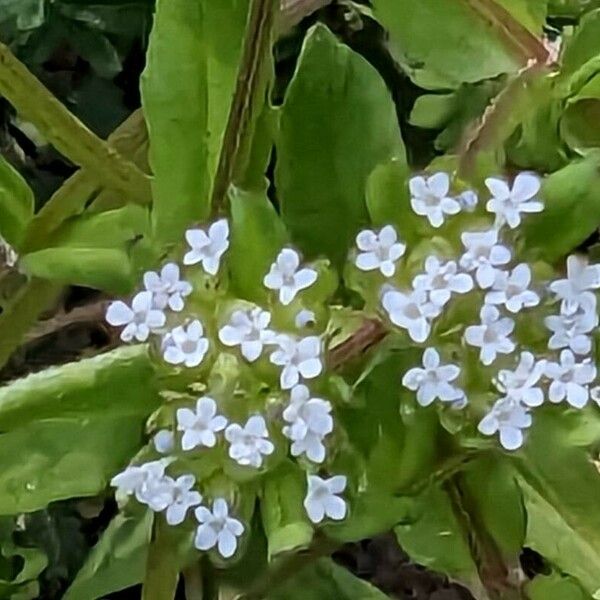 Valeriana woodsiana Květ