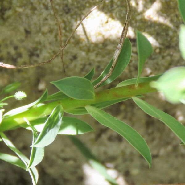 Euphorbia falcata Hoja