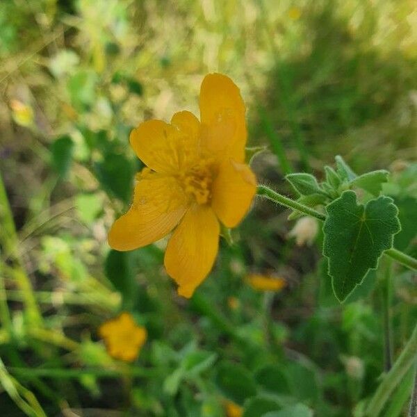 Abutilon mauritianum Blomma