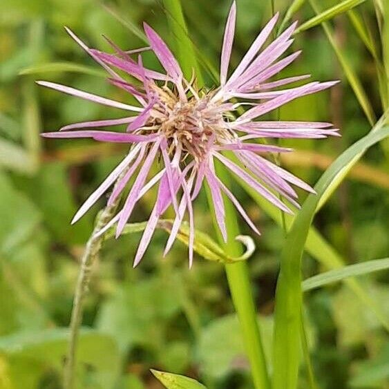 Centaurea napifolia Kukka