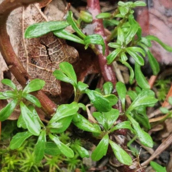 Iberis amara Fulla