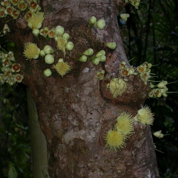 Syzygium cormiflorum Kwiat