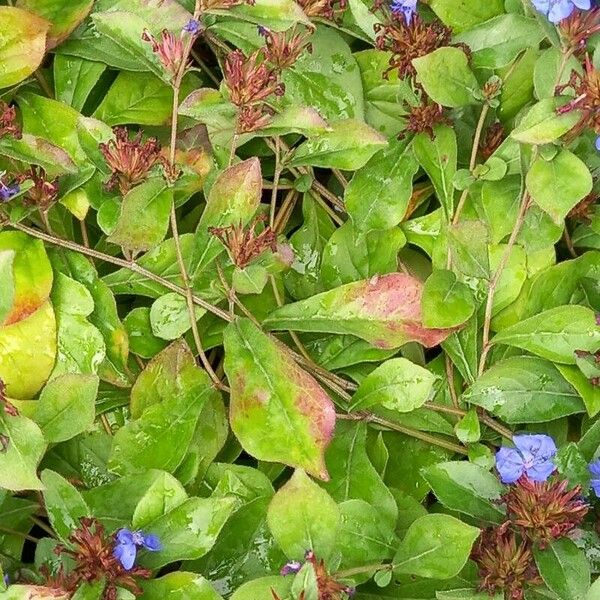 Ceratostigma plumbaginoides Листок