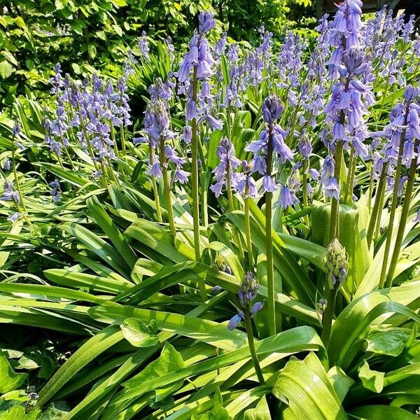 Hyacinthoides hispanica Агульны выгляд