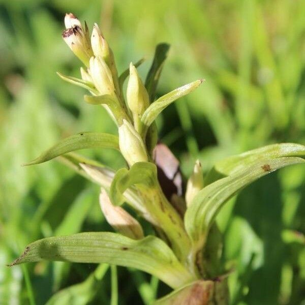 Dactylorhiza viridis Virág