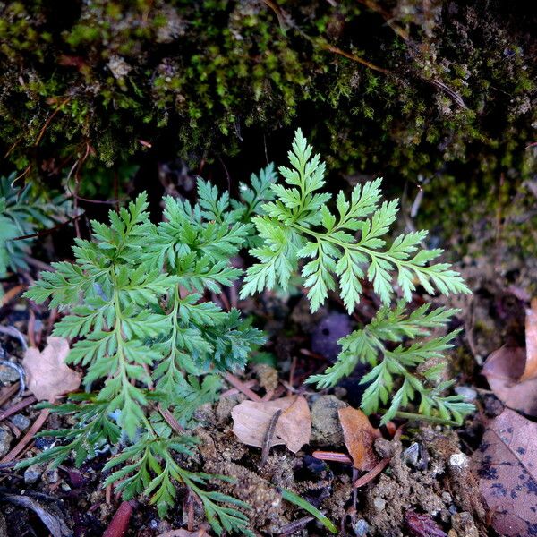 Aspidotis densa Leaf