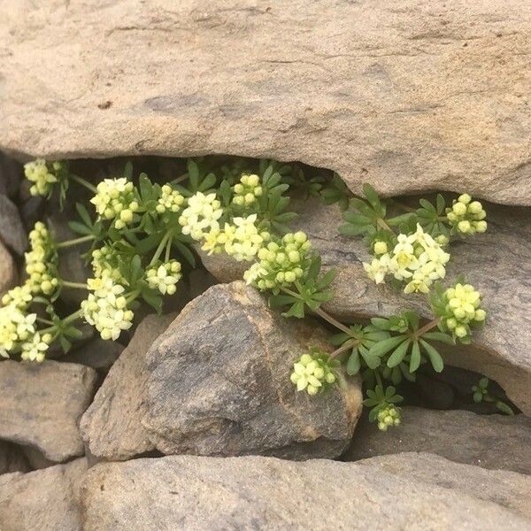 Galium megalospermum Λουλούδι