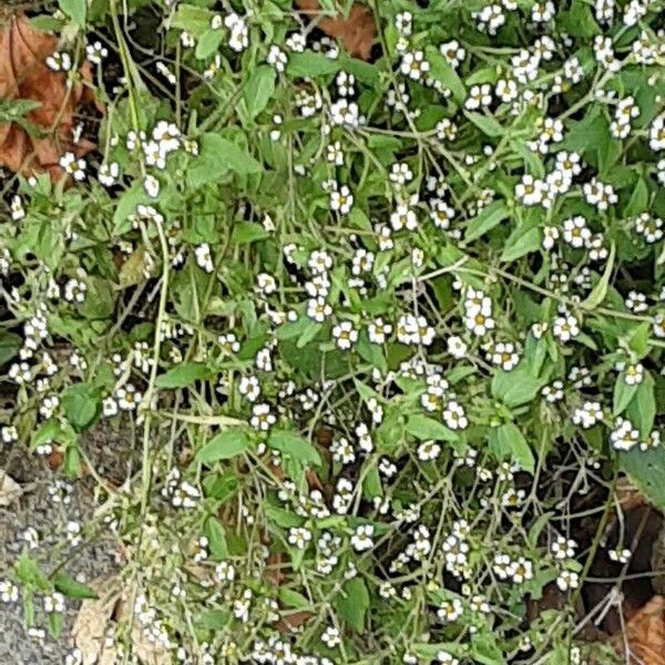 Galinsoga parviflora Blomst