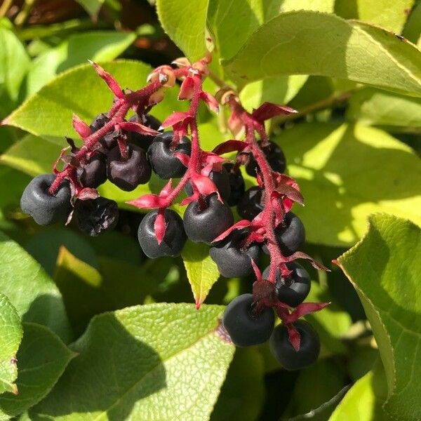 Gaultheria shallon फल