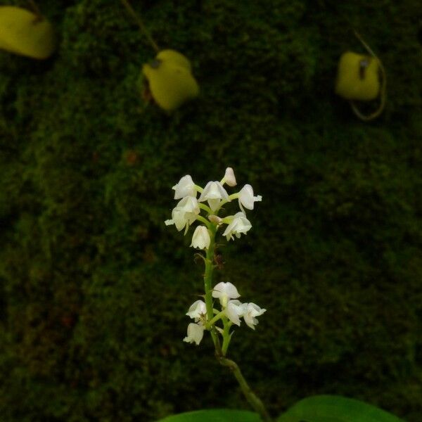 Polystachya concreta Flower