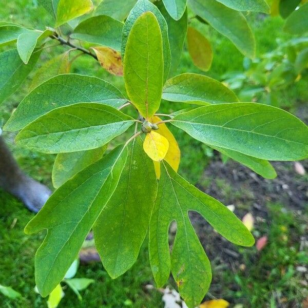 Sassafras albidum Leaf