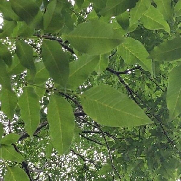 Fraxinus americana Blatt