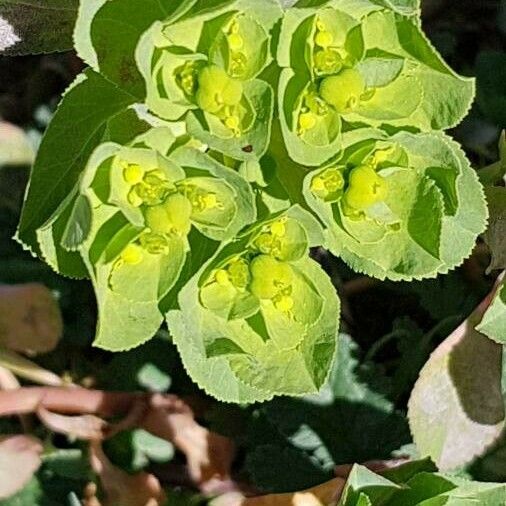 Euphorbia helioscopia Flower