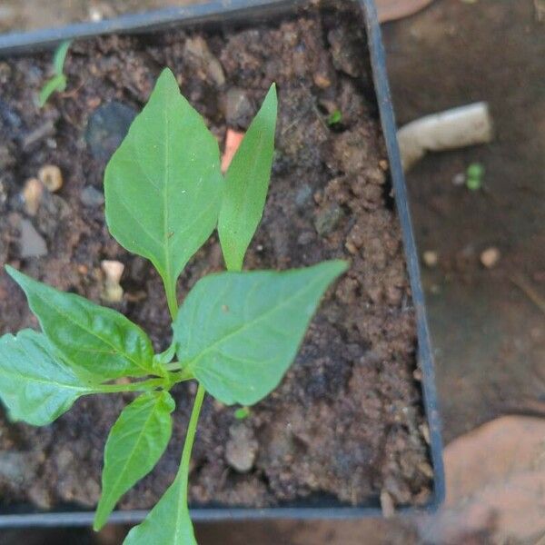 Capsicum chinense Blad