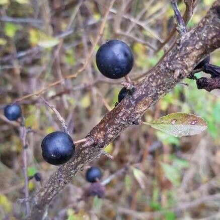 Prunus × fruticans Frucht