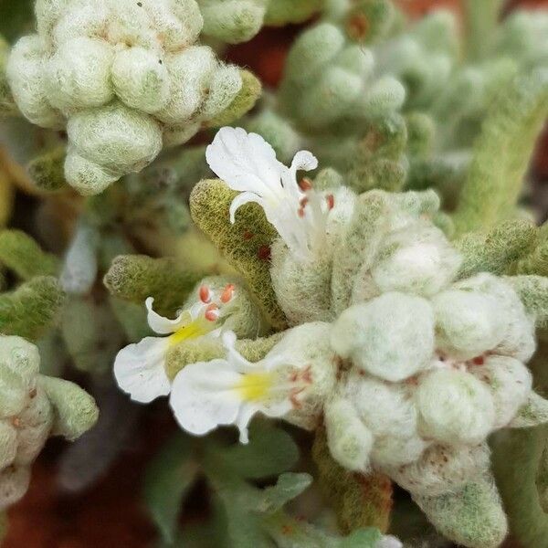 Teucrium gnaphalodes Blomma