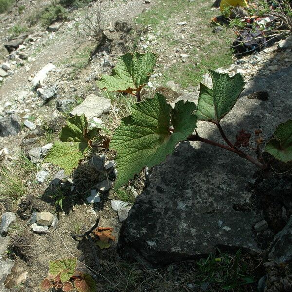 Ampelocissus rugosa 整株植物