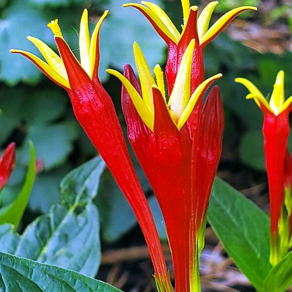 Spigelia marilandica Flower