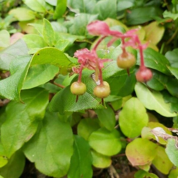 Gaultheria shallon Vrucht