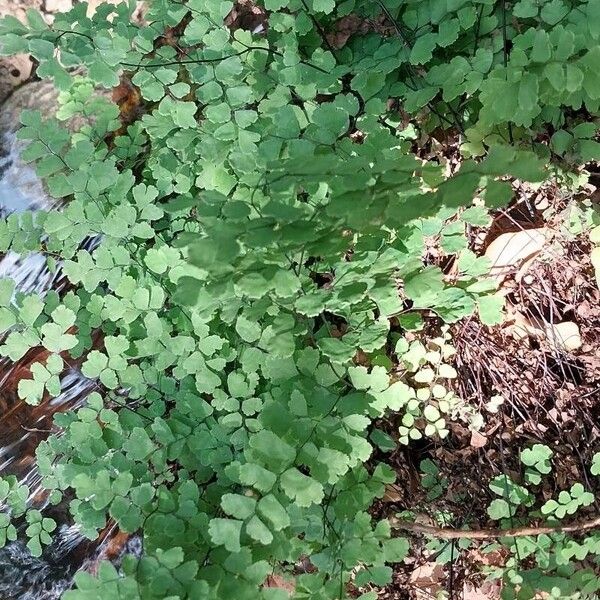 Adiantum capillus-veneris List