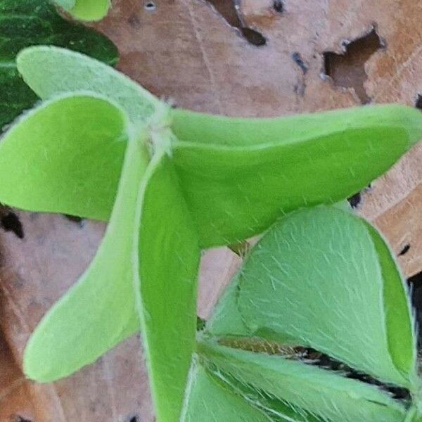 Oxalis acetosella Leht