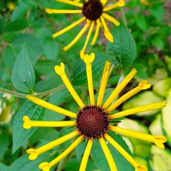 Rudbeckia subtomentosa Çiçek