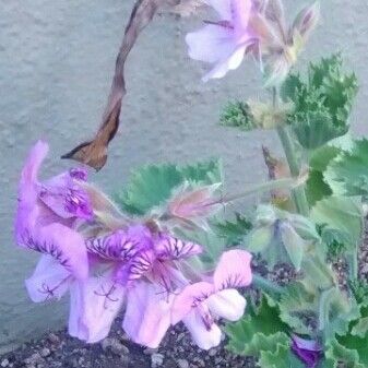 Pelargonium inquinans Λουλούδι
