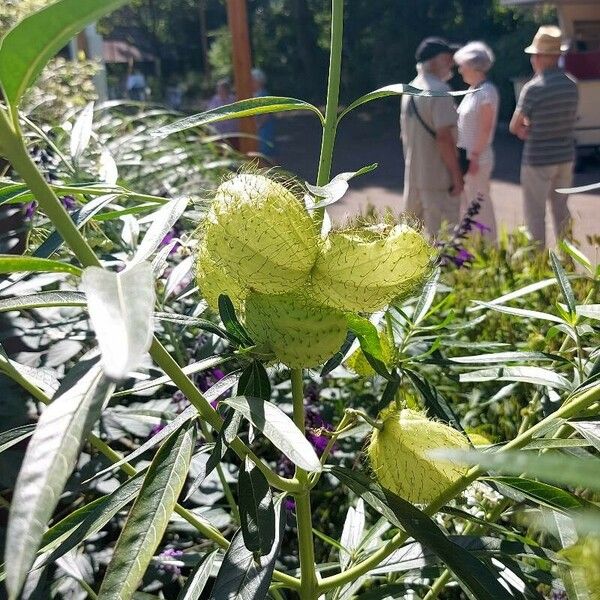 Gomphocarpus physocarpus Blad