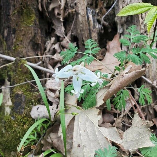 Dicentra canadensis Blüte