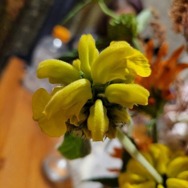 Phlomis fruticosa Flower