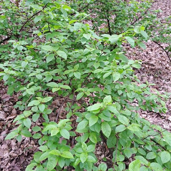 Prunus padus Habitat