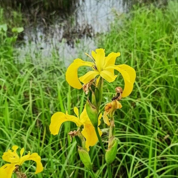 Iris pseudacorus Συνήθη χαρακτηριστικά