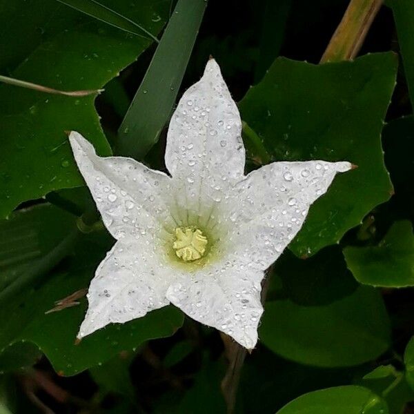 Coccinia grandis Flower