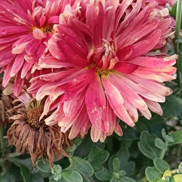 Chrysanthemum × morifolium Blomst