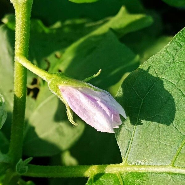 Solanum melongena Λουλούδι