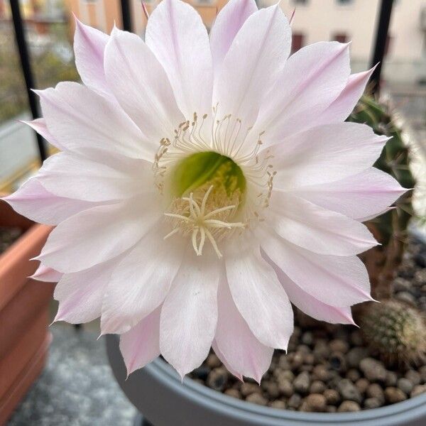 Echinopsis oxygona 花