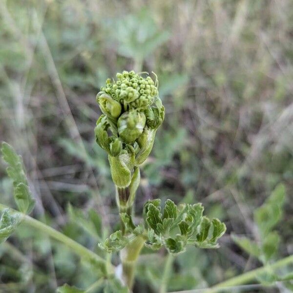 Polytaenia texana 花