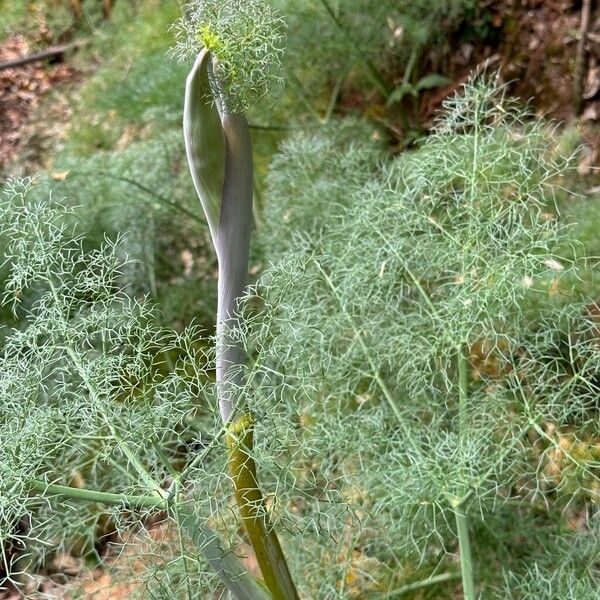 Ferula communis Habitus