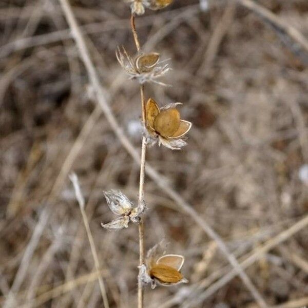 Helianthemum ledifolium Плод