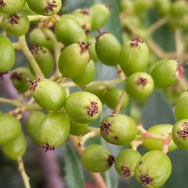 Photinia arbutifolia ফল