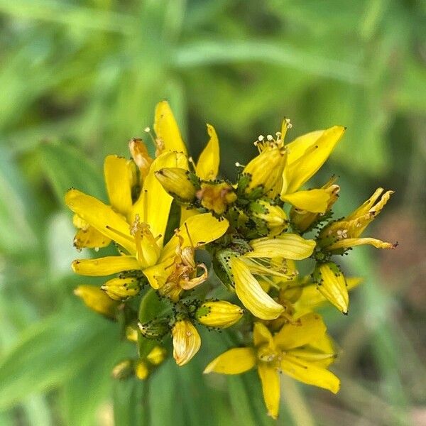 Hypericum hirsutum Žiedas