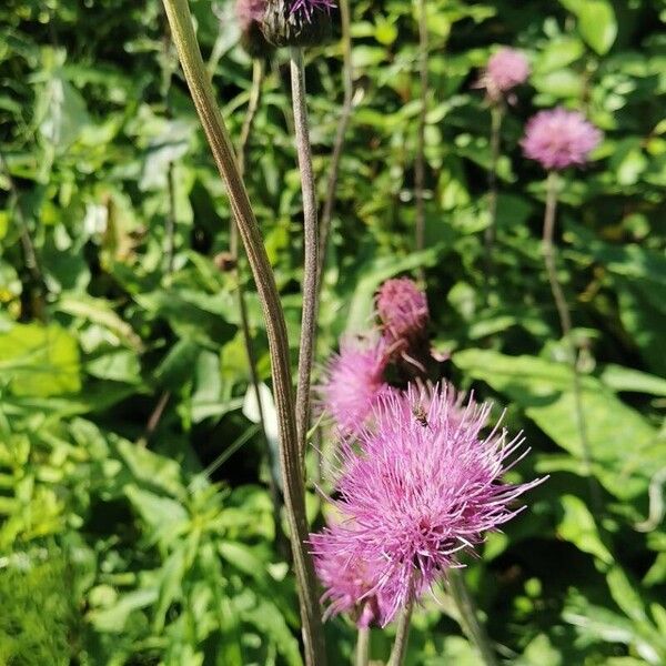 Cirsium heterophyllum Blodyn