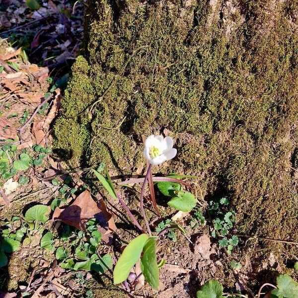 Sanguinaria canadensis Blüte