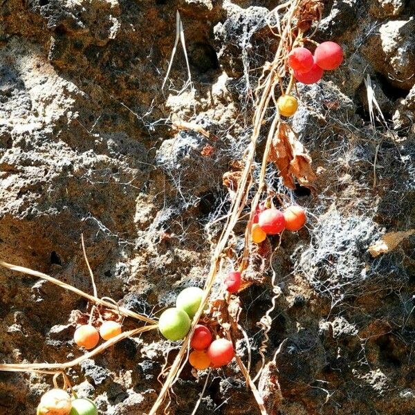 Dioscorea communis Plod