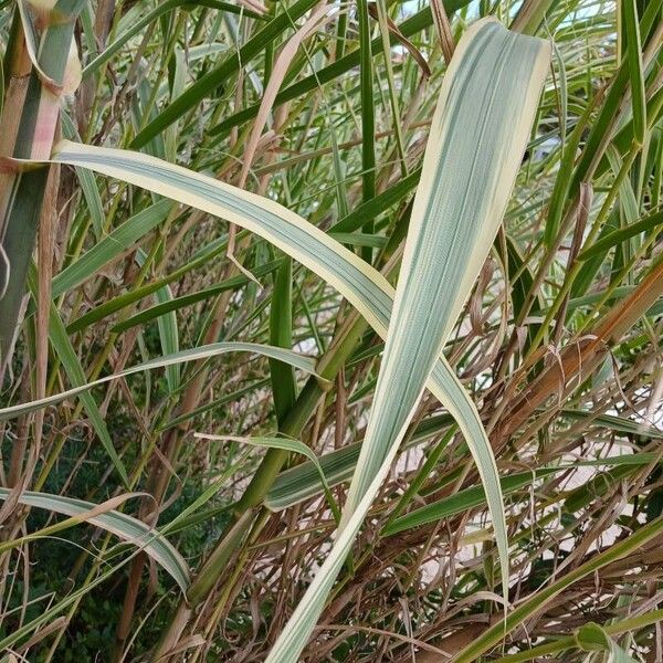 Arundo donax ᱥᱟᱠᱟᱢ