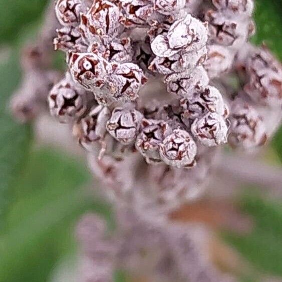 Buddleja loricata Fruit