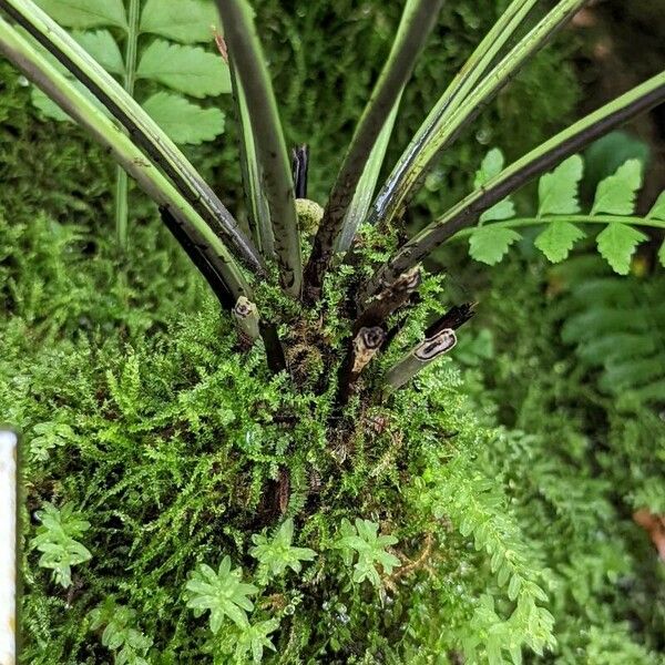 Asplenium harpeodes Bark