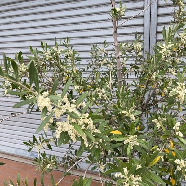 Olea europaea Fleur